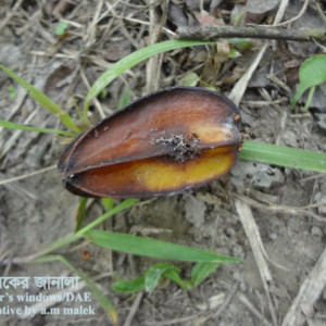 কামরাঙ্গার ফল ছিদ্রকারি পোকা