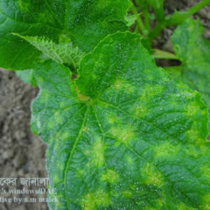 খিরার মোজাইক রোগ