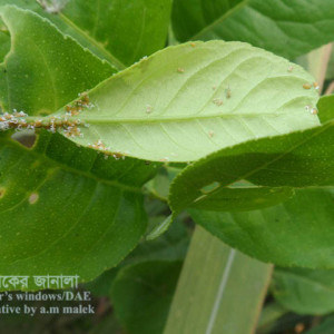 লেবুর সাইলিড বাগ