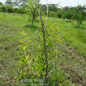 ডালিমের আগা মরা রোগ