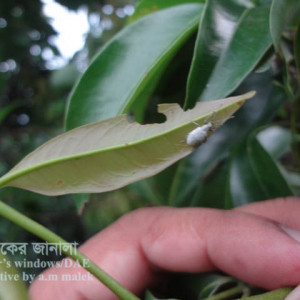 লিচুর পাতার উইভিল