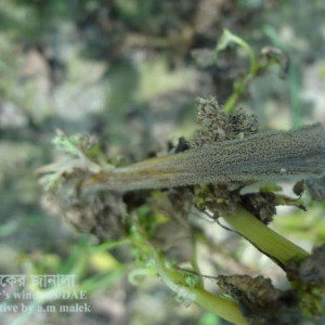 ডাটার গ্রে মোল্ড রোগ