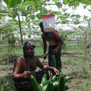 NATP-2  Safe Vegetable